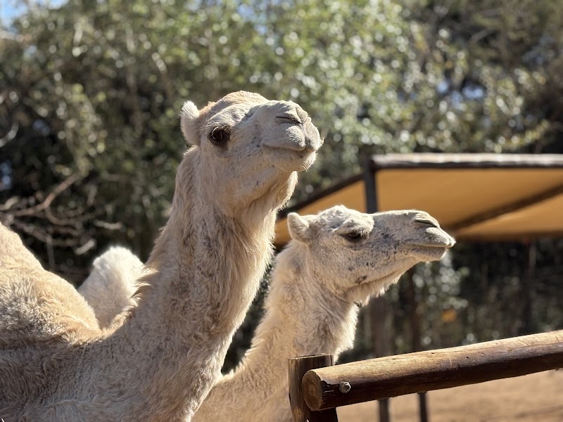 Donkey Dairy — photo 2