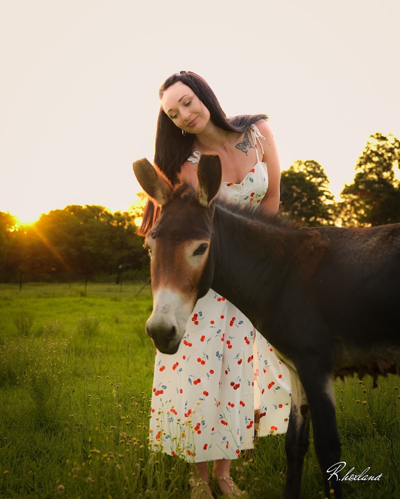 Donkey Dairy