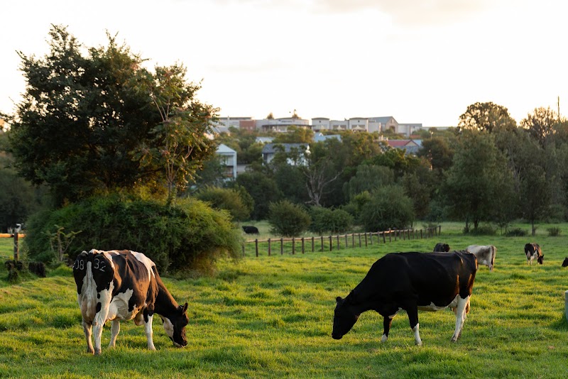 Irene Dairy Farm — photo 6