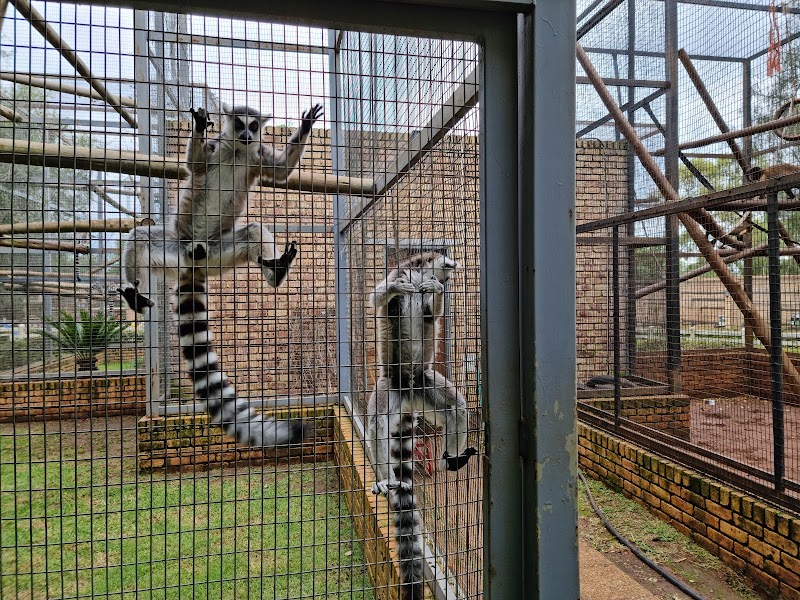 Benoni Monkey & Bird Park — photo 2