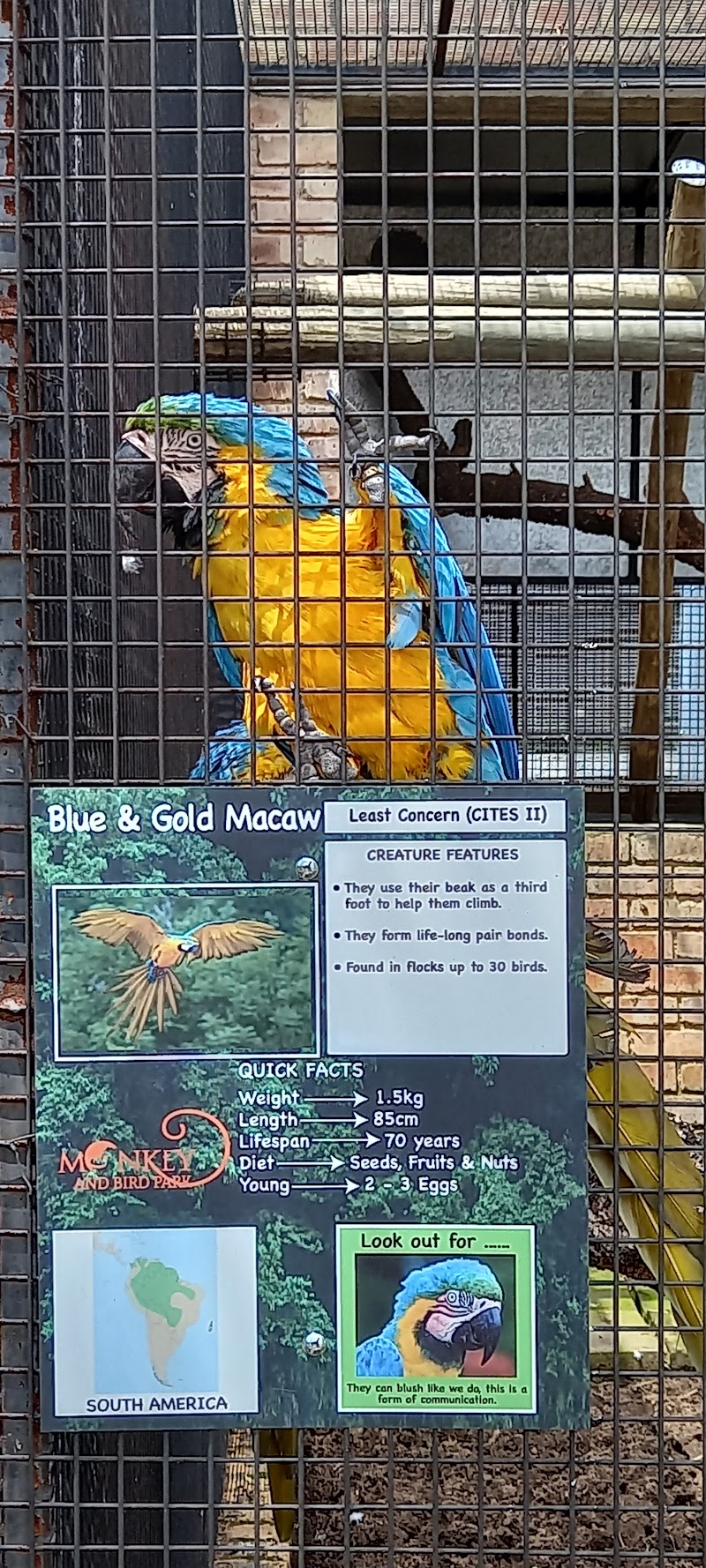 Benoni Monkey & Bird Park — photo 6