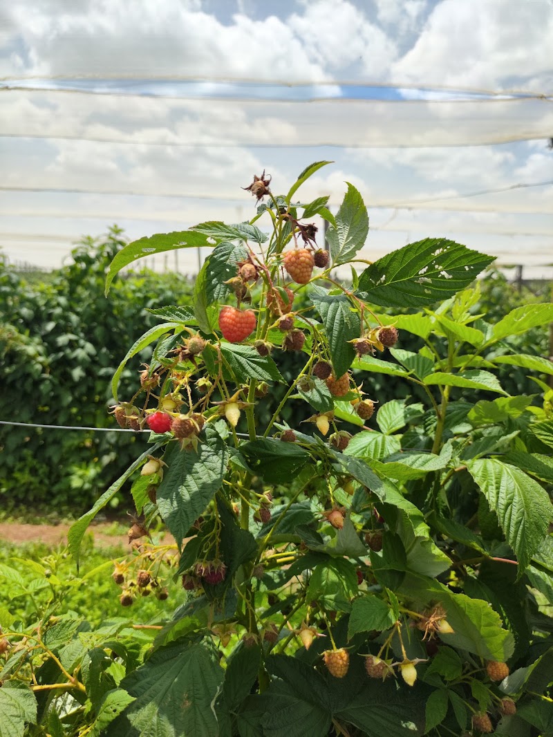 The Field Berry Farm — photo 2
