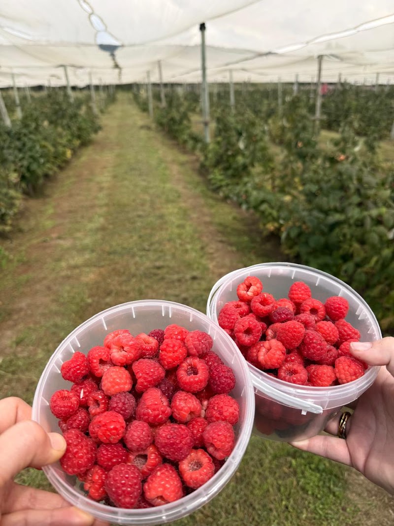 The Field Berry Farm — photo 4