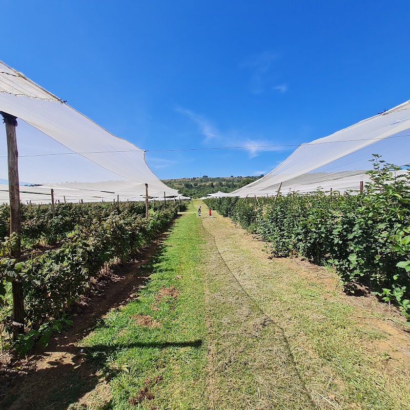 The Field Berry Farm — photo 3