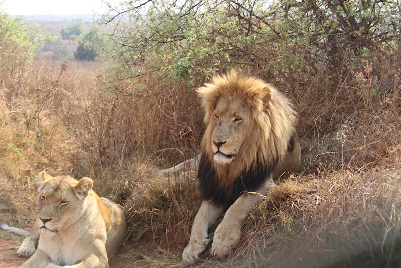 Bothongo Rhino & Lion Nature Reserve — photo 2