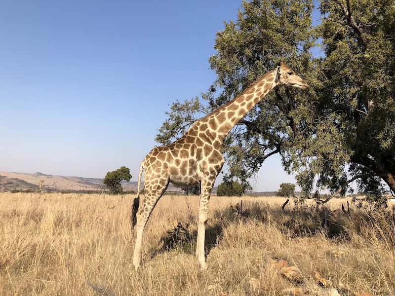 Bothongo Rhino & Lion Nature Reserve — photo 4