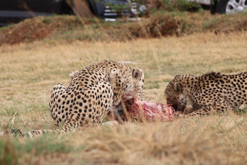 Bothongo Rhino & Lion Nature Reserve — photo 6