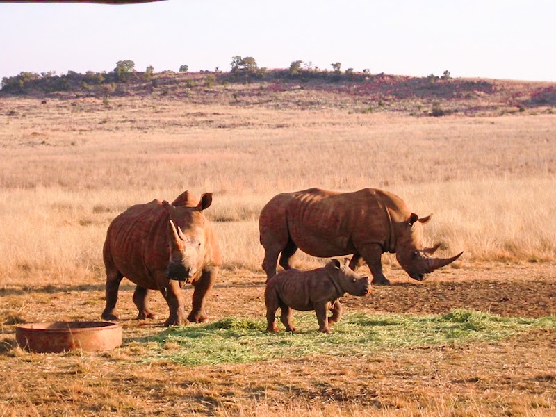 Bothongo Rhino & Lion Nature Reserve — photo 5