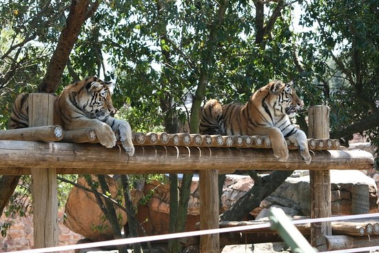 Johannesburg zoo