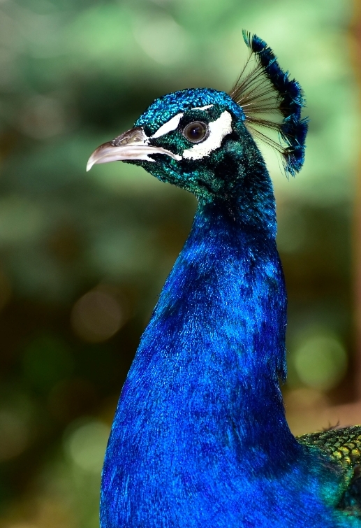 Johannesburg zoo — photo 6