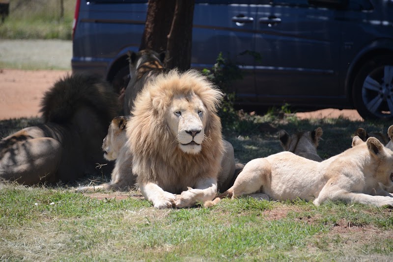 Lion and Safari Park — photo 2