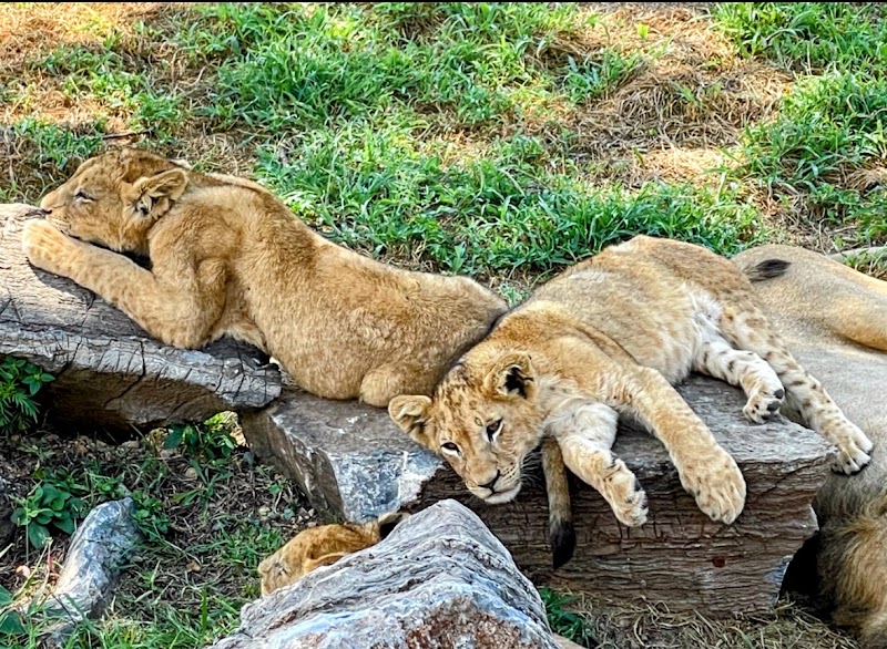 Lion and Safari Park — photo 4