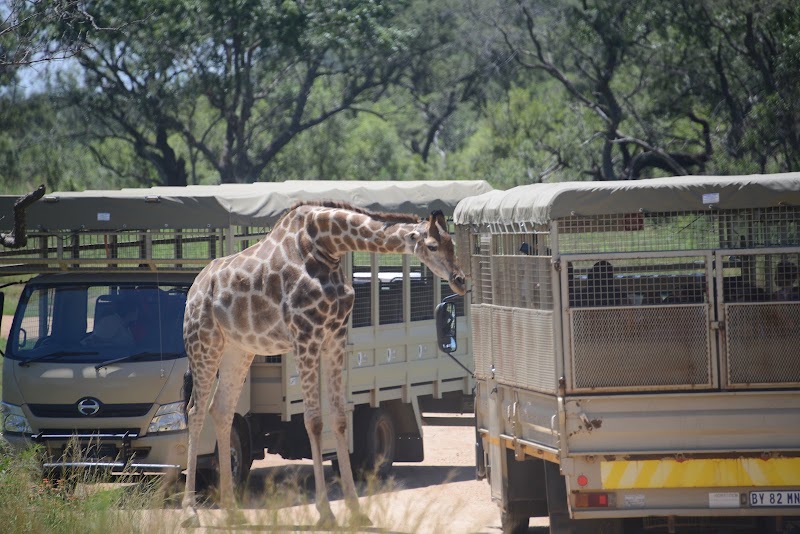 Lion and Safari Park — photo 3