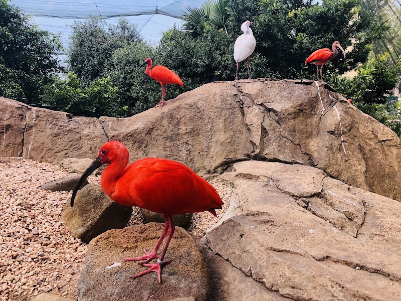 Montecasino Bird Gardens — photo 6