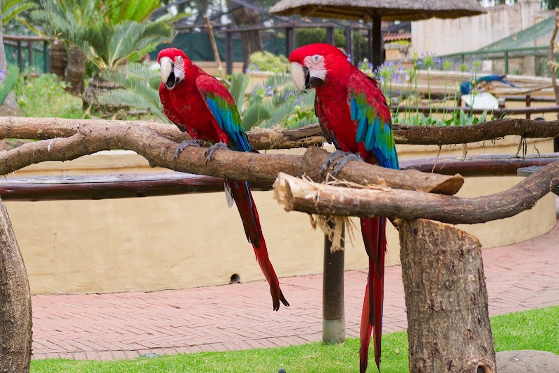 Montecasino Bird Gardens — photo 2