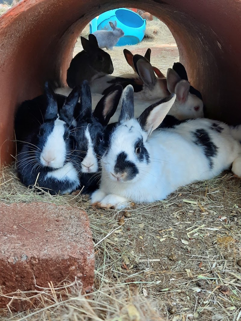 Bunny Hop Haven — photo 4