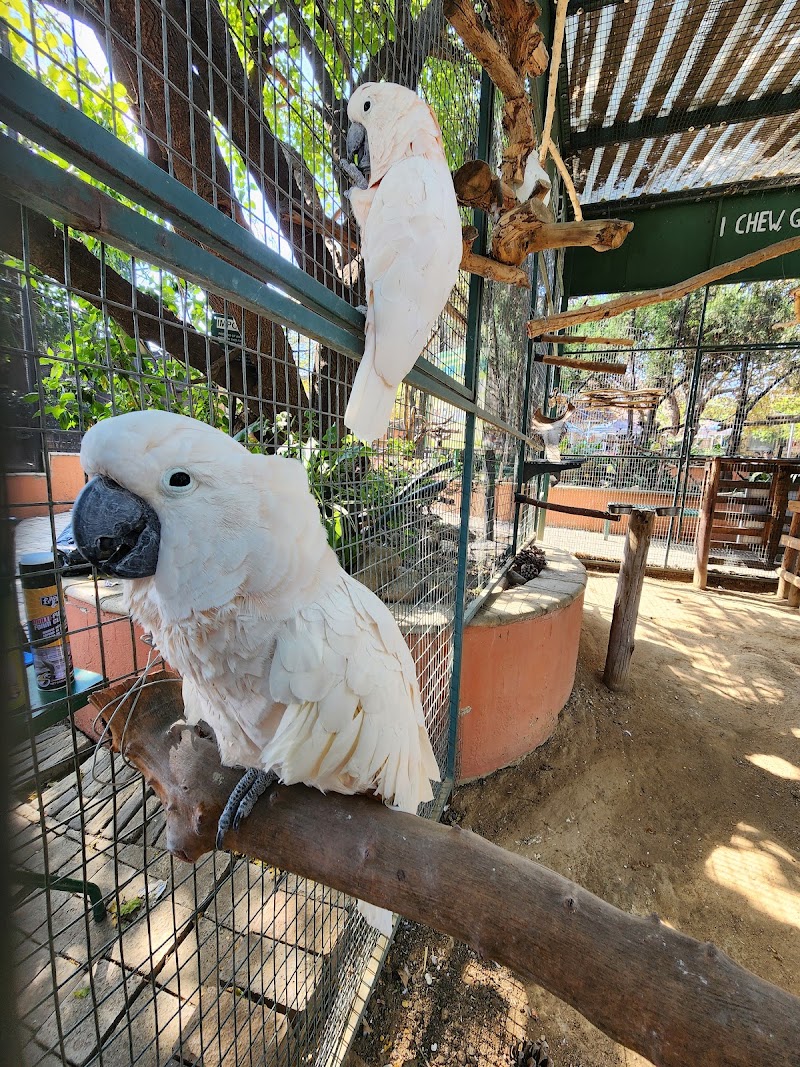 Lory Park Zoo — photo 5