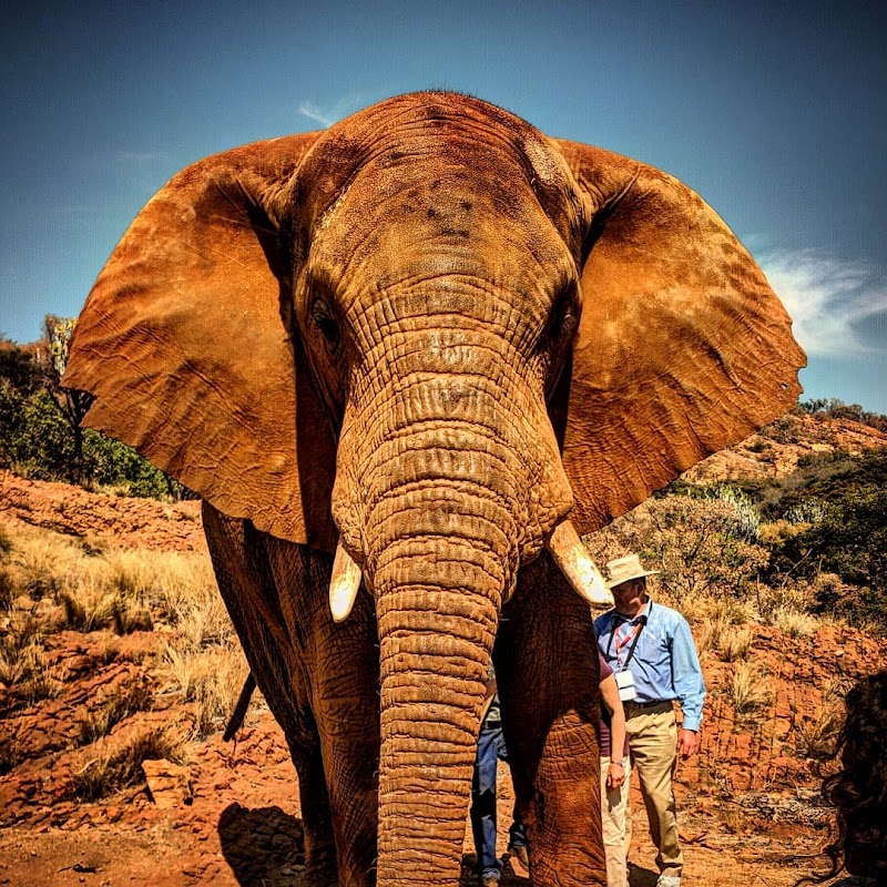 Elephant Sanctuary