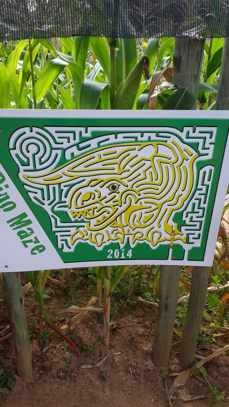 Honeydew mazes — photo 2