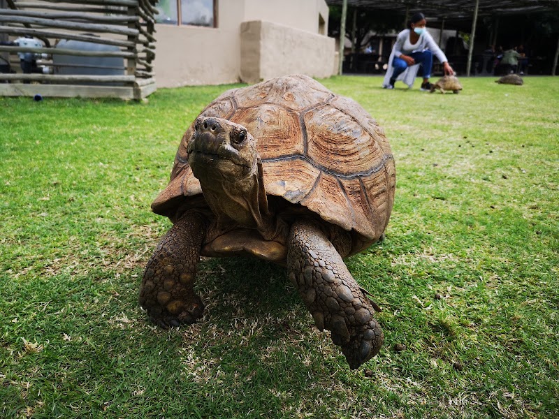 Crocodile city and reptile park — photo 5