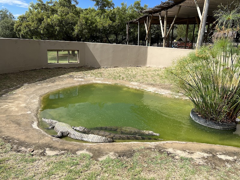Crocodile city and reptile park — photo 6