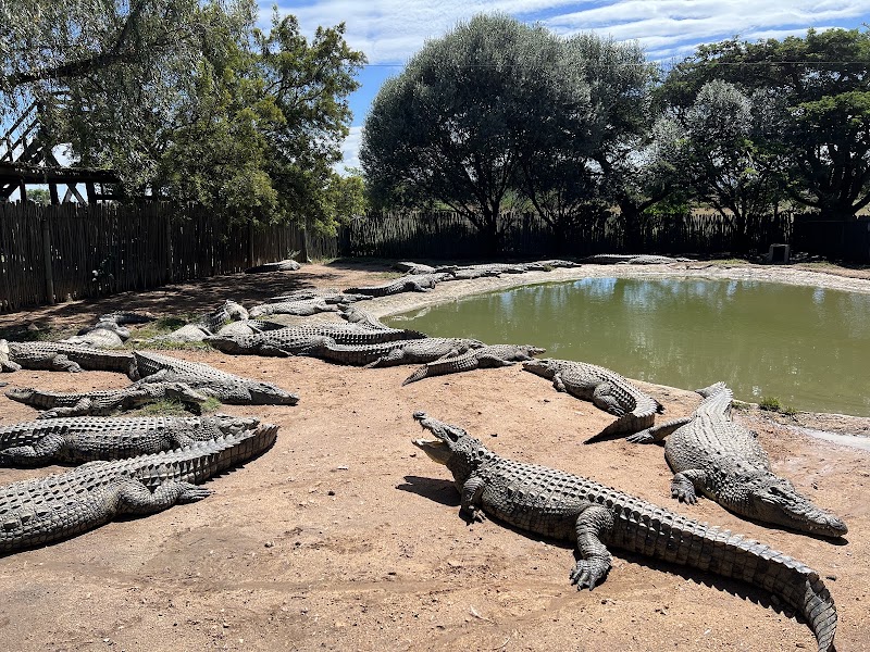 Crocodile city and reptile park — photo 2
