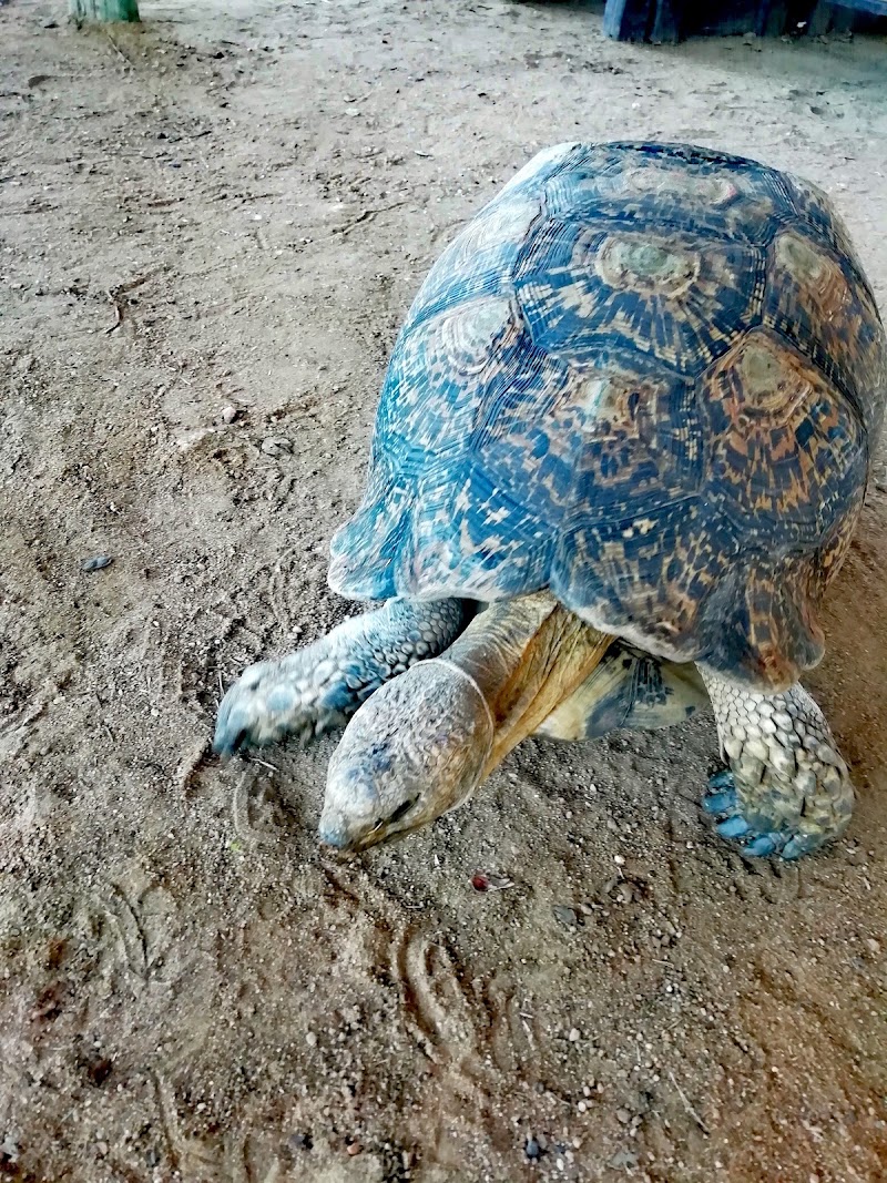Crocodile city and reptile park — photo 3