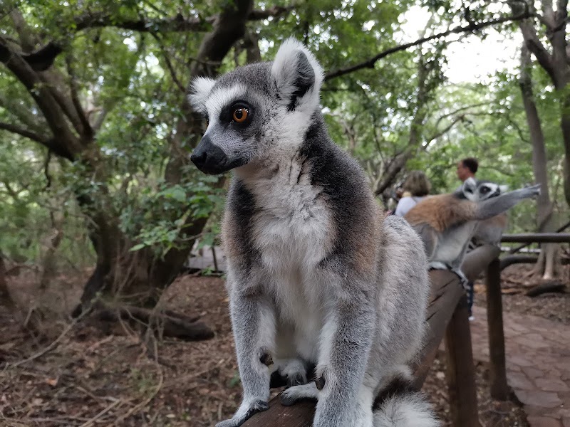 Monkey Sanctuary — photo 2
