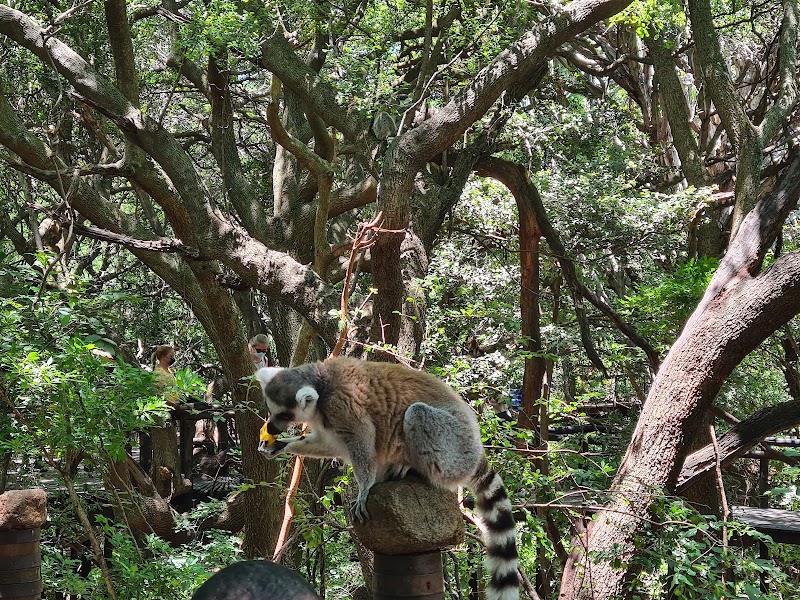 Monkey Sanctuary — photo 3