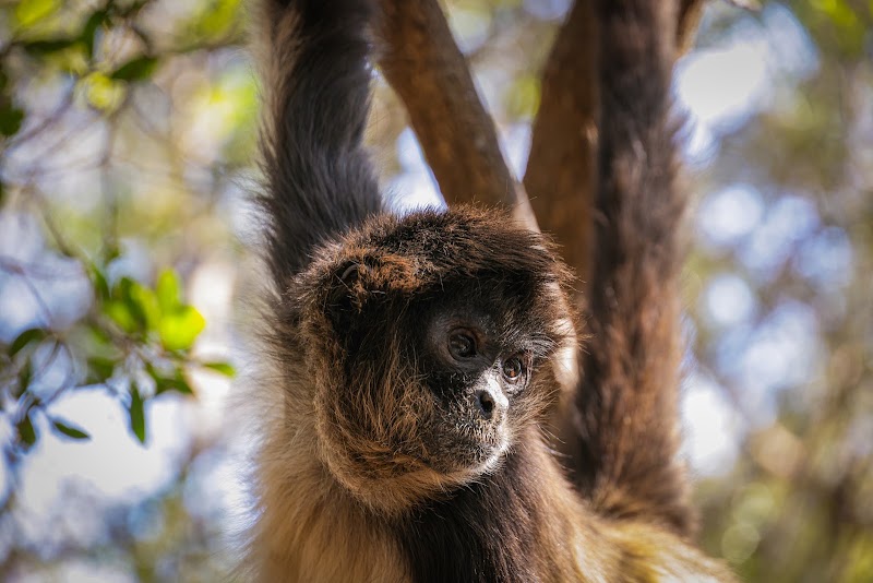 Monkey Sanctuary — photo 4