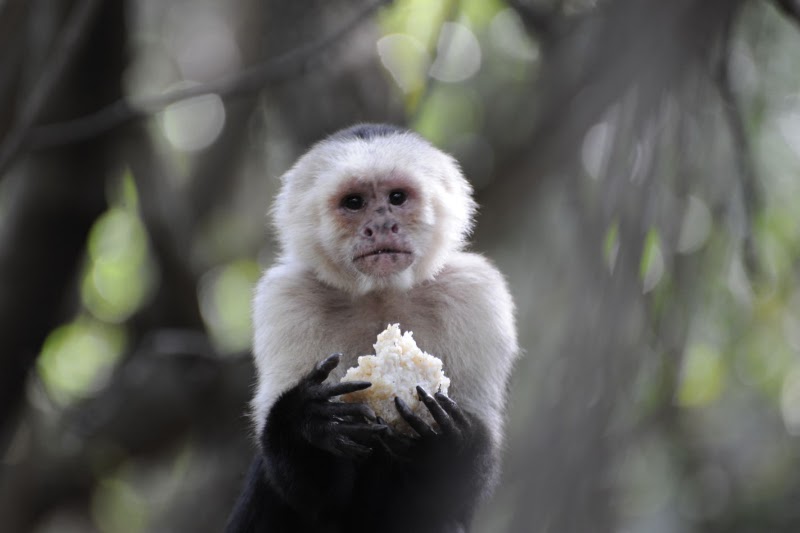 Monkey Sanctuary — photo 1